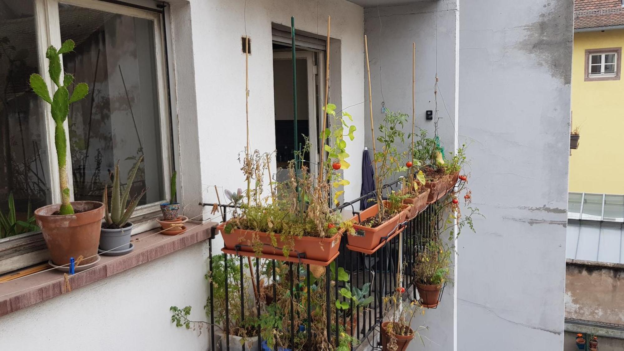 La Puisatiere 80 M2 Apartment สตราสบูร์ก ภายนอก รูปภาพ